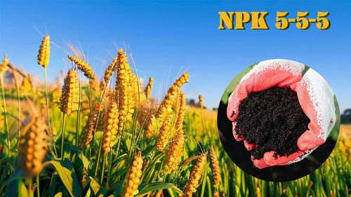 Latest company news about The Definitive Guide to NPK 5-5-5 Organic Fertilizer