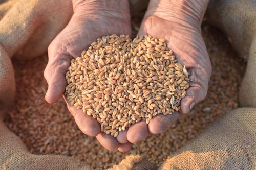 Latest company news about Last week, Chinese Wheat Prices Rebounded Slightly