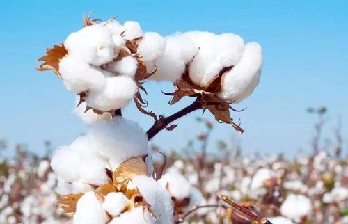 Latest company news about Sentiment of the Futures Market is not Strong, Cotton Futures Now Rise First and then Fall