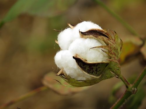Latest company news about Zhengzhou Cotton Masukura Reduces Volume, Futures Prices Close up within a Narrow Range