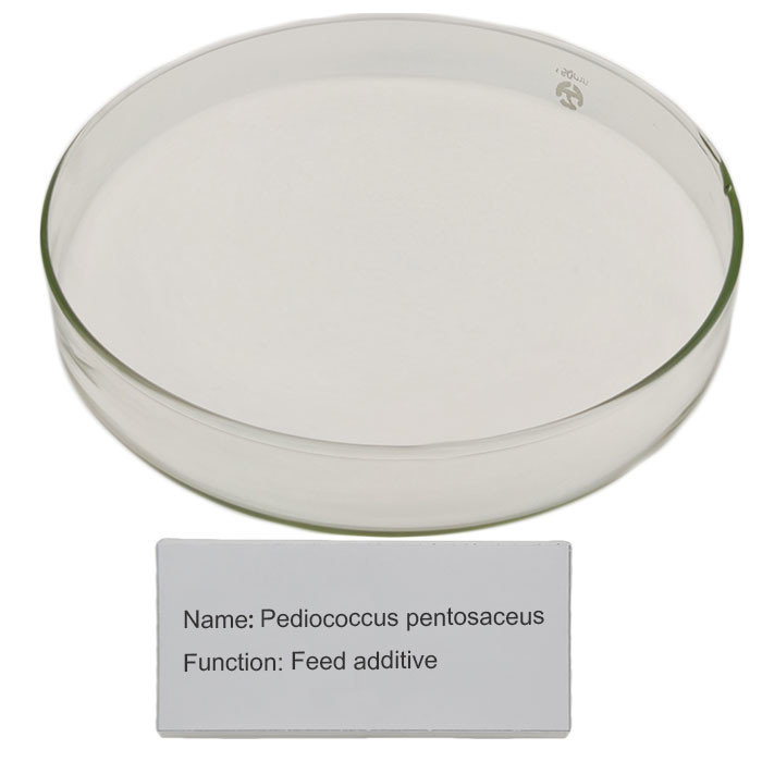 Food Grade Pediococcus Pentosaceus Probiotic Pet Nutrition